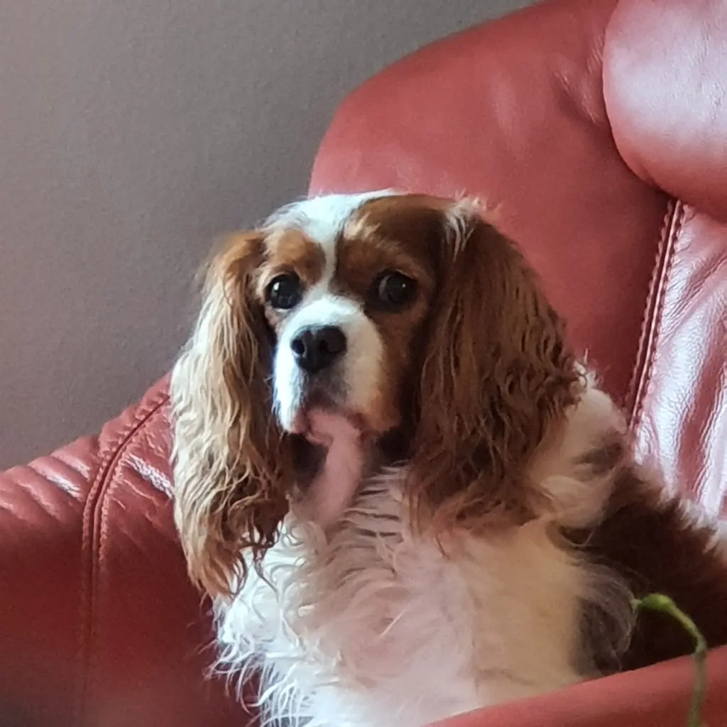 Image from Kitty