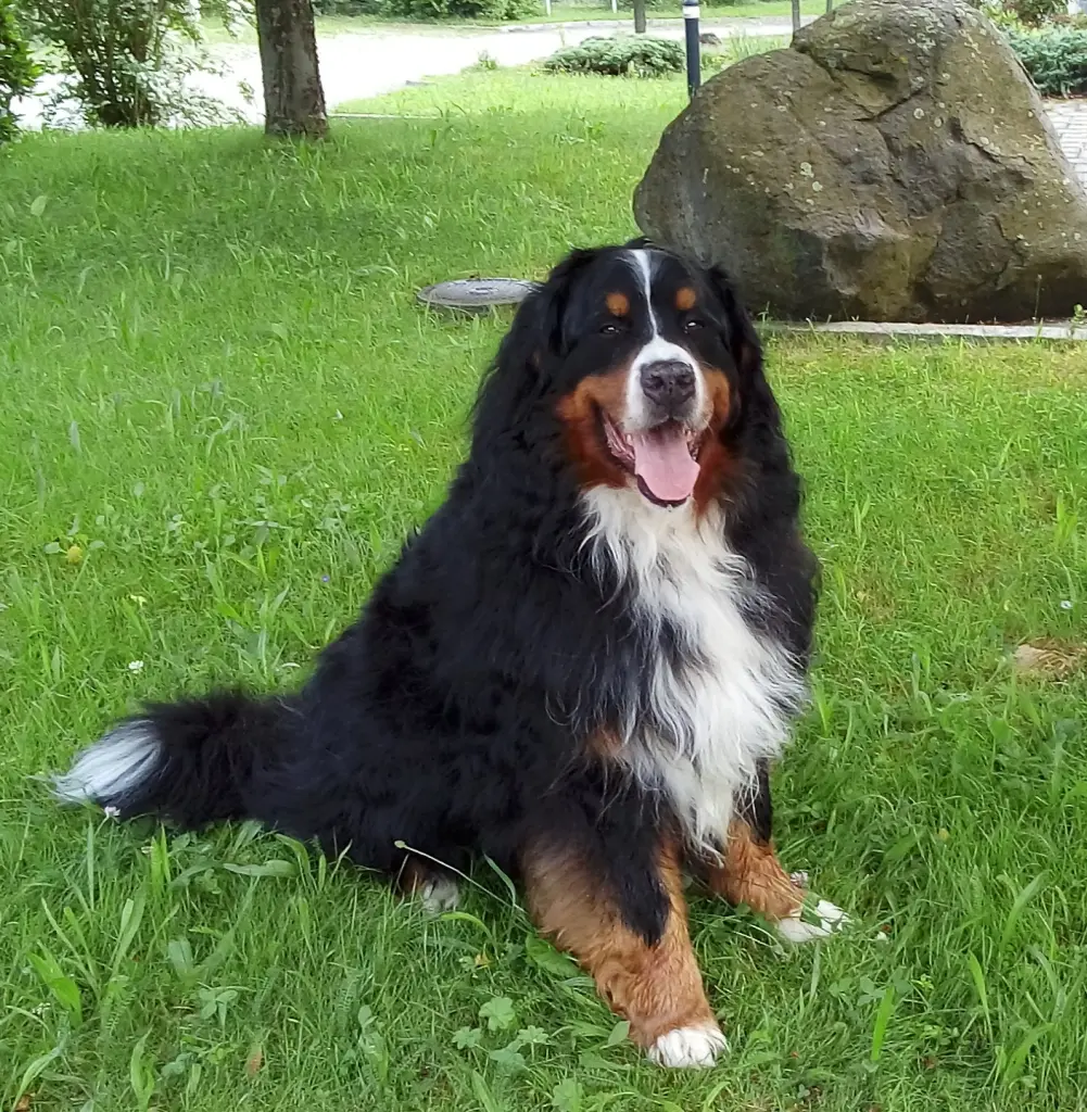 Condolence image of Elke