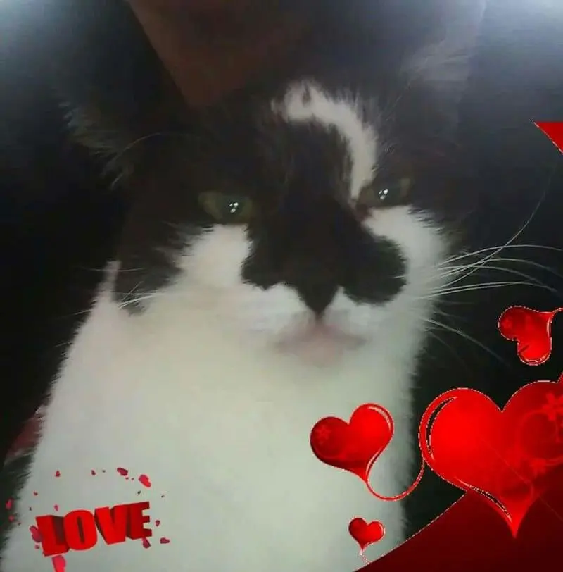 Image from Fluffi