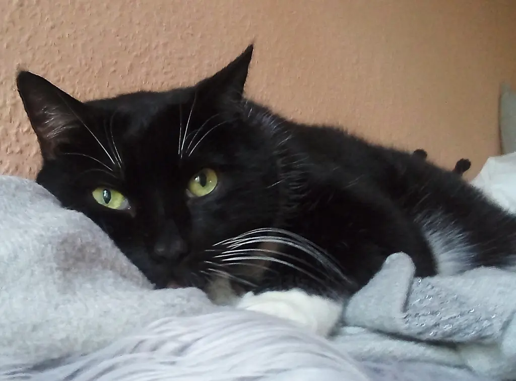 Condolence image of Heike