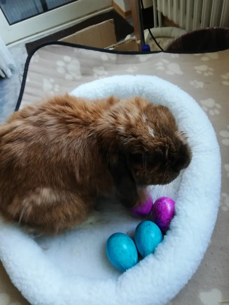 Condolence image of Andrea mit Schnuffi tief im ❤