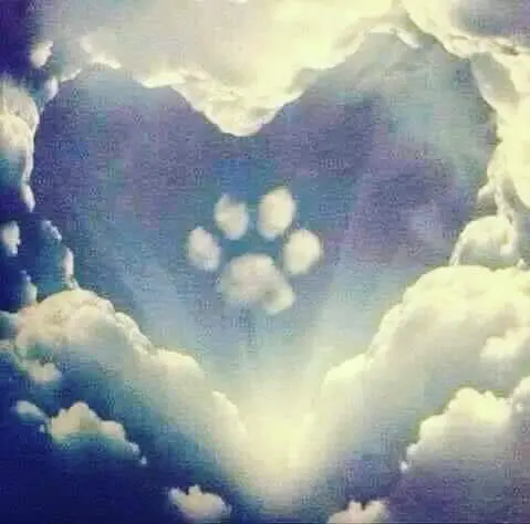 Condolence image of Diana Feilhauer