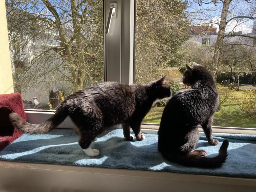 Condolence image of Anna&Socke&Lemmy!