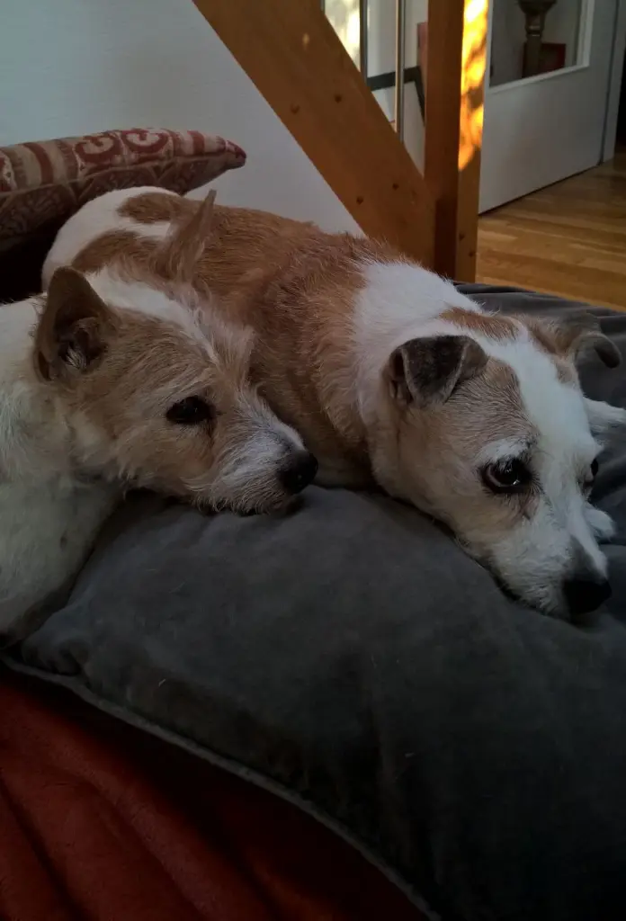 Condolence image of Petra mit Pebbels und Dottie im Herzen 