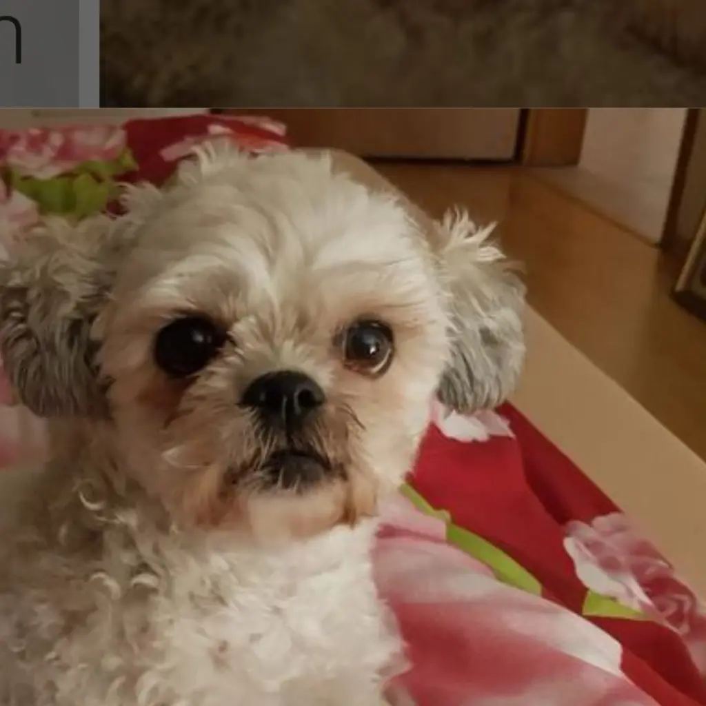 Condolence image of Renate mit Maja im ❤️