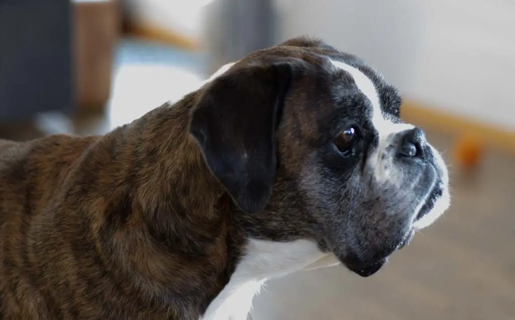 Condolence image of Elisabeth  Lemmen