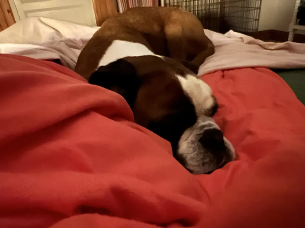 Condolence image of Monika 