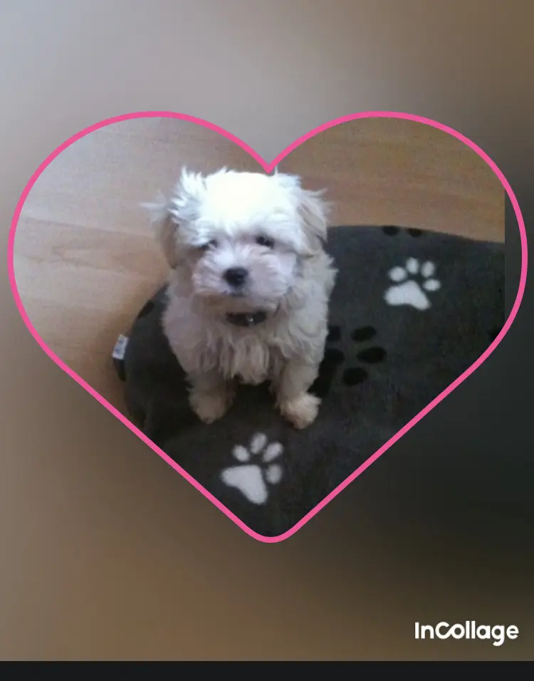 Condolence image of Anja