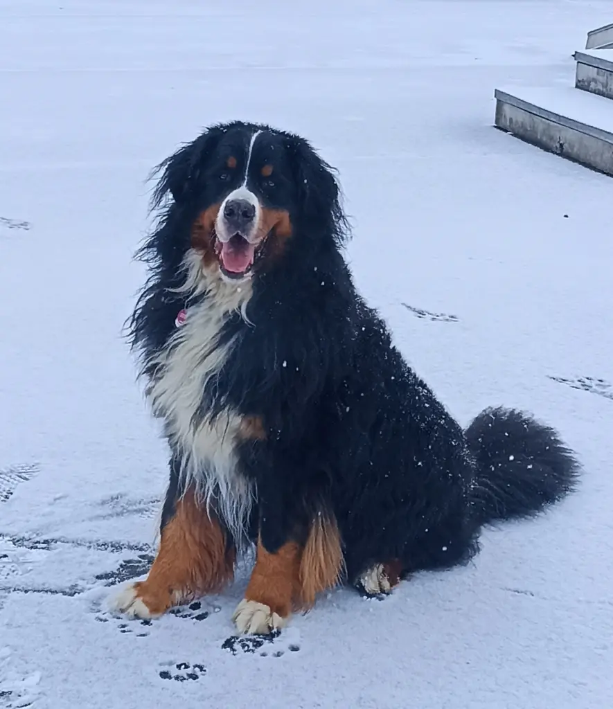 Condolence image of Elke