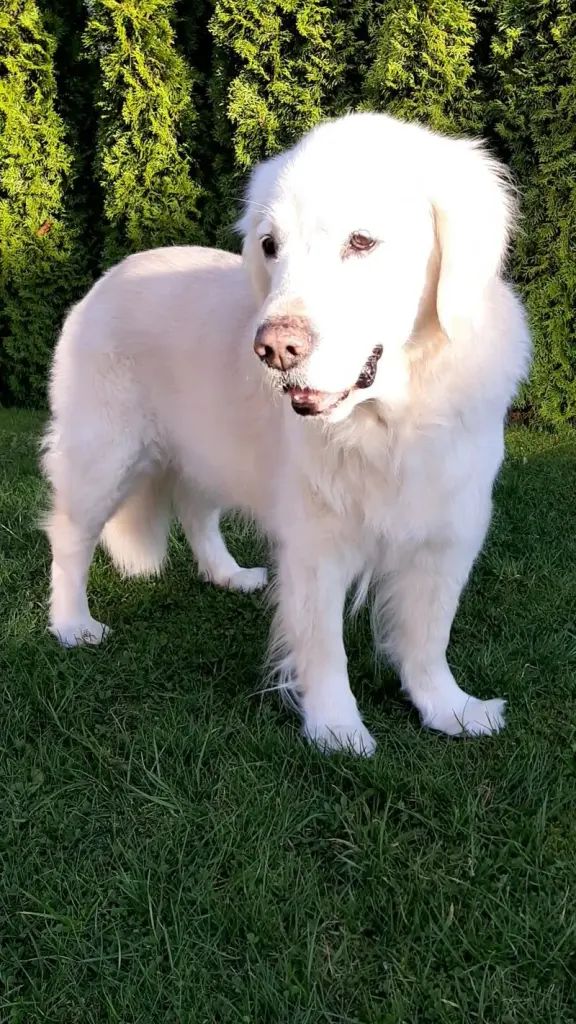 Condolence image of Claudia/ASKO ❤️