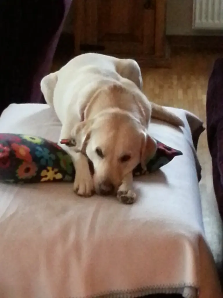 Condolence image of Claudia und Christian mit Amy im Herzen