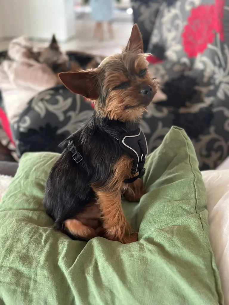 Andachtsbild von Sabrina