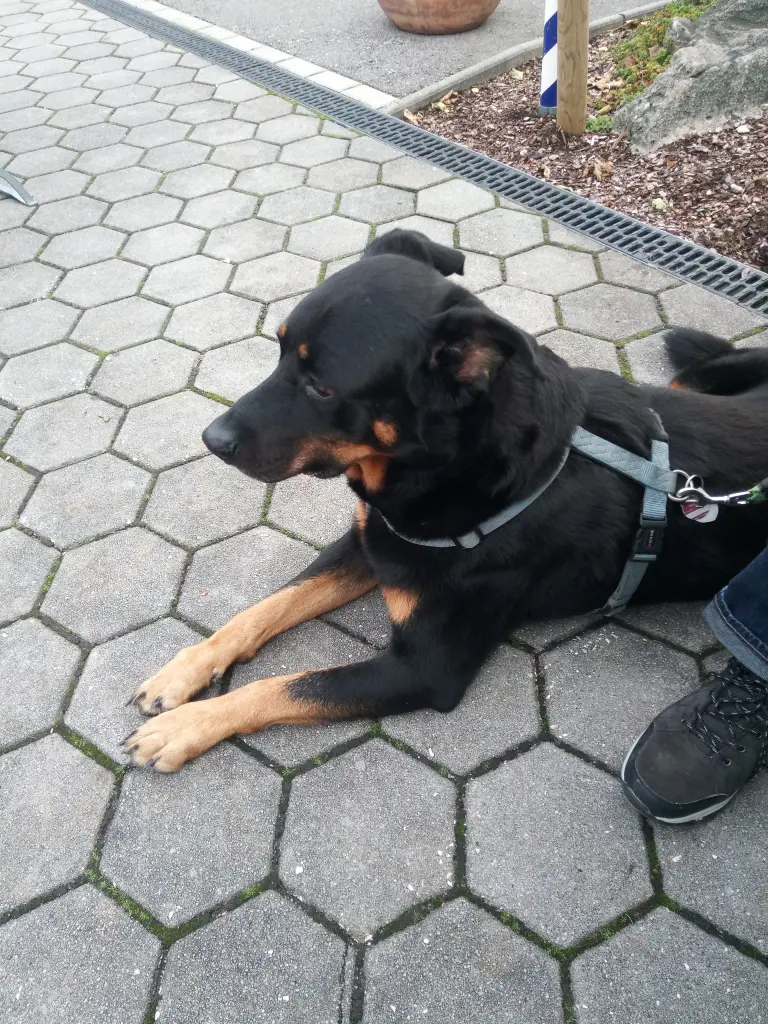 Andachtsbild von Christine mit Rocky im Herzen