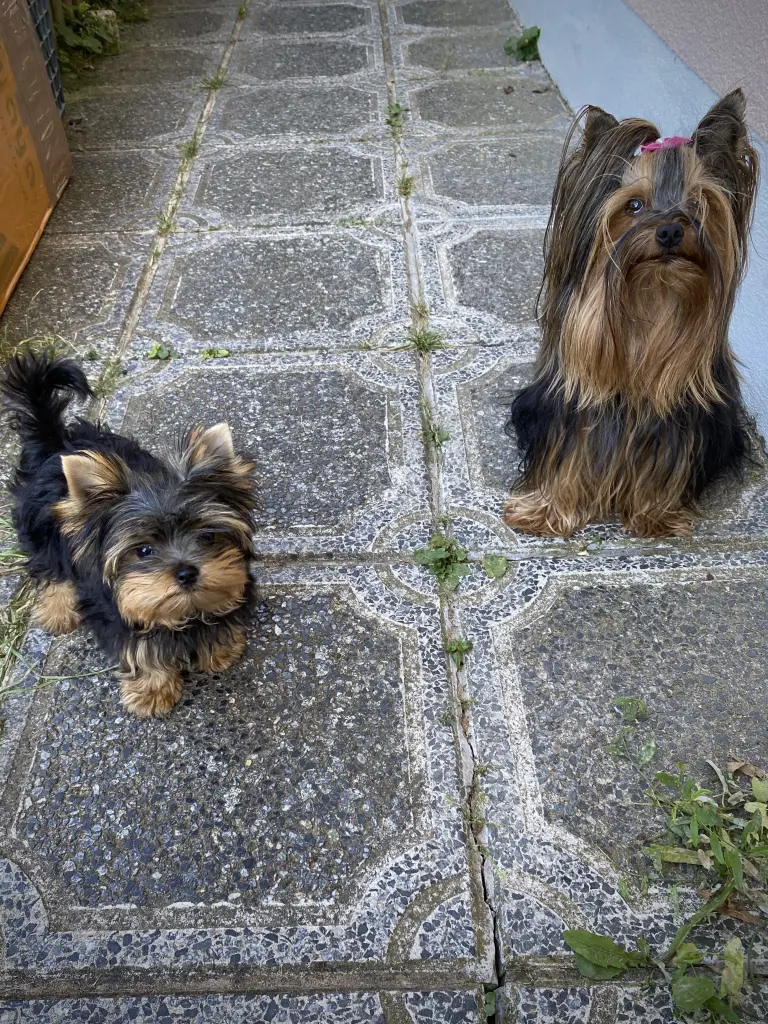 Andachtsbild von Unbekannt