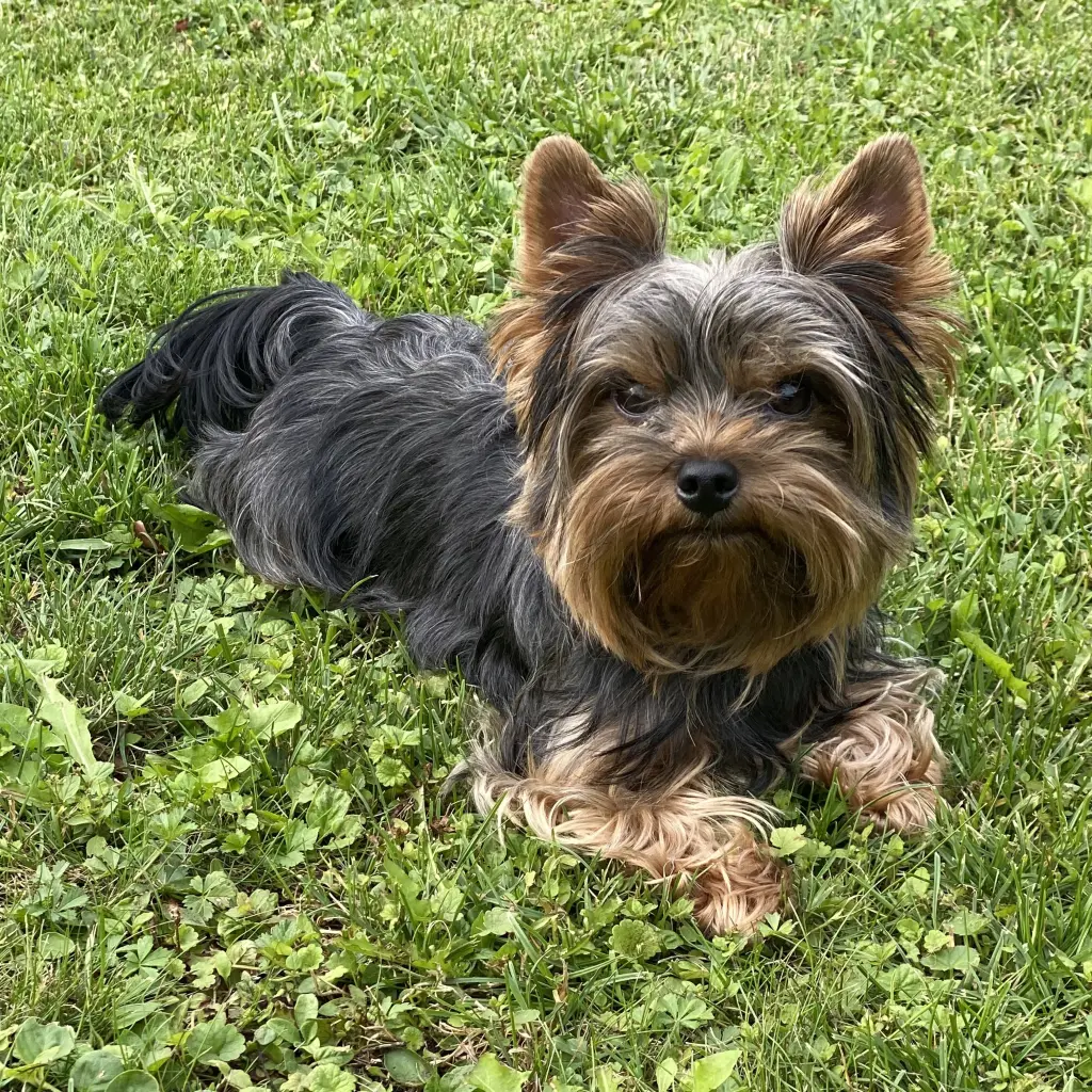 Andachtsbild von Ginger Und Hugo