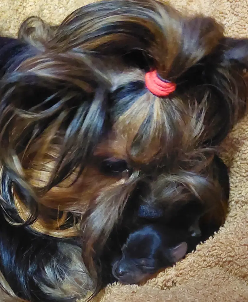 Andachtsbild von Ziehmama