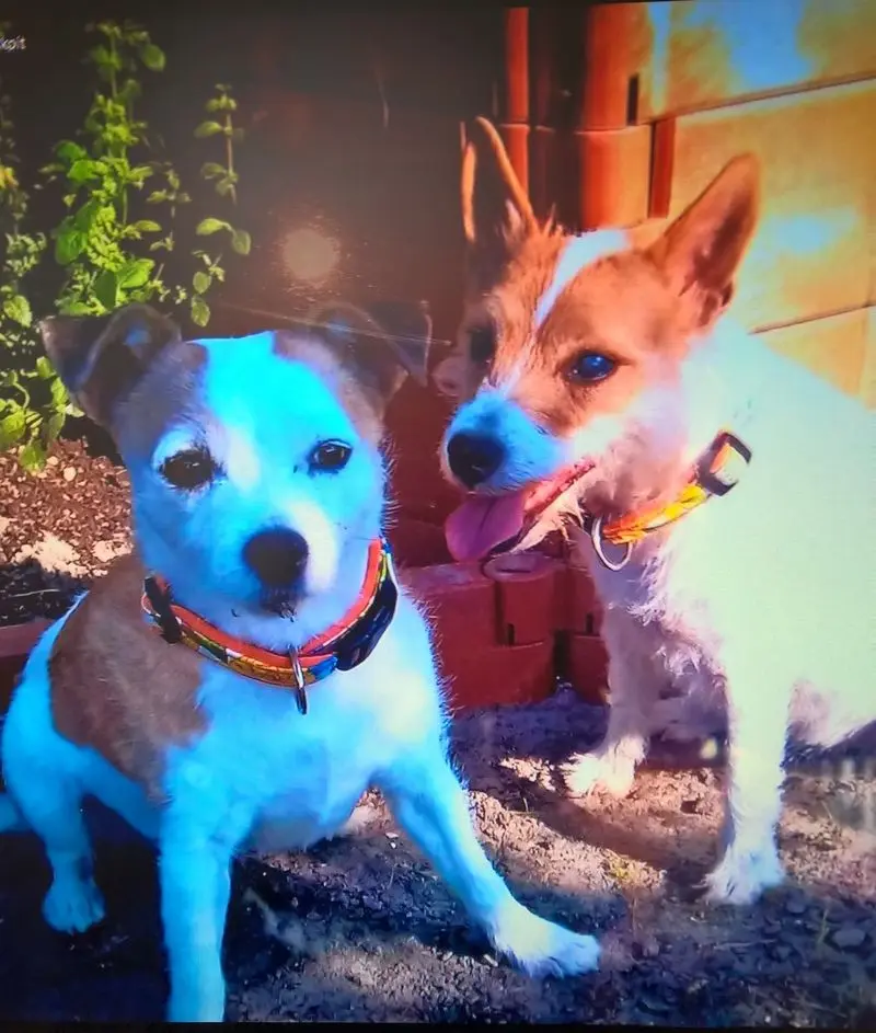 Condolence image of Petra mit Pebbels und Dottie im Herzen