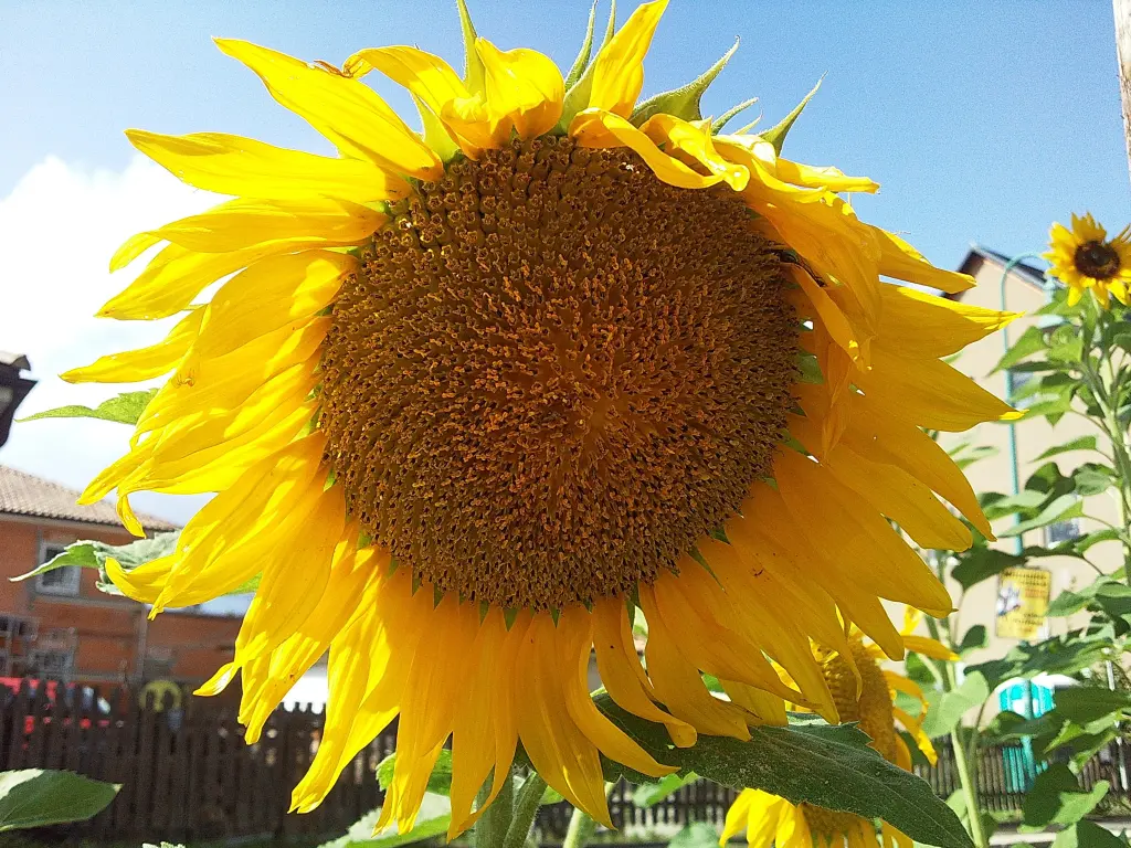 Condolence image of Manuela mit Seelenhund Flick