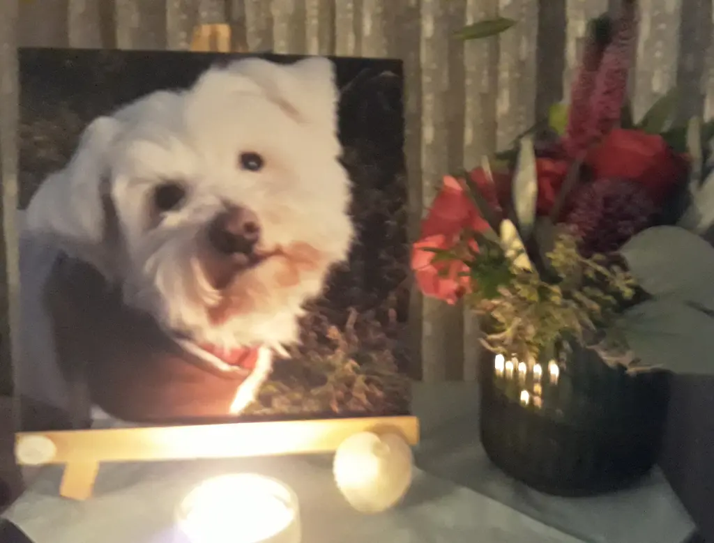 Condolence image of Martina mit Seelenhund Samy ♥️⭐♥️ für immer im Herzen 