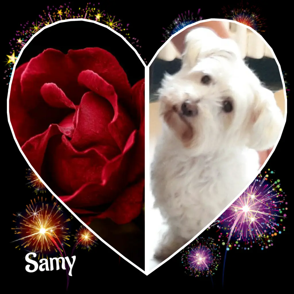 Condolence image of Martina mit Seelenhund Samy ♥️⭐♥️ für immer im Herzen 