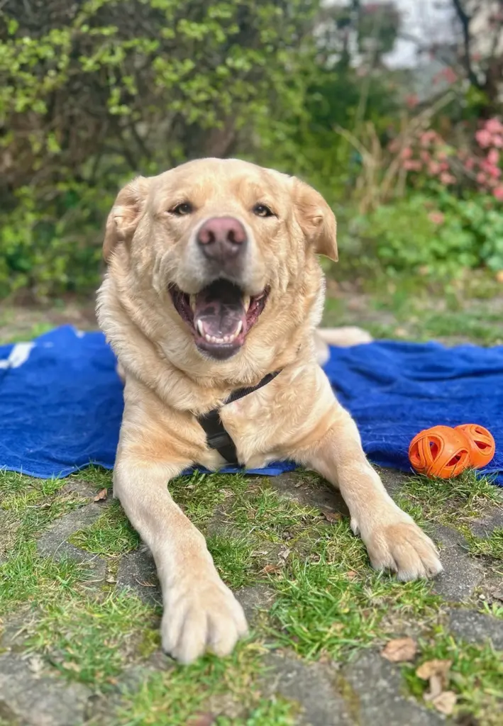 Condolence image of Kerstin mit Asko und Falco & Gerry im❤️