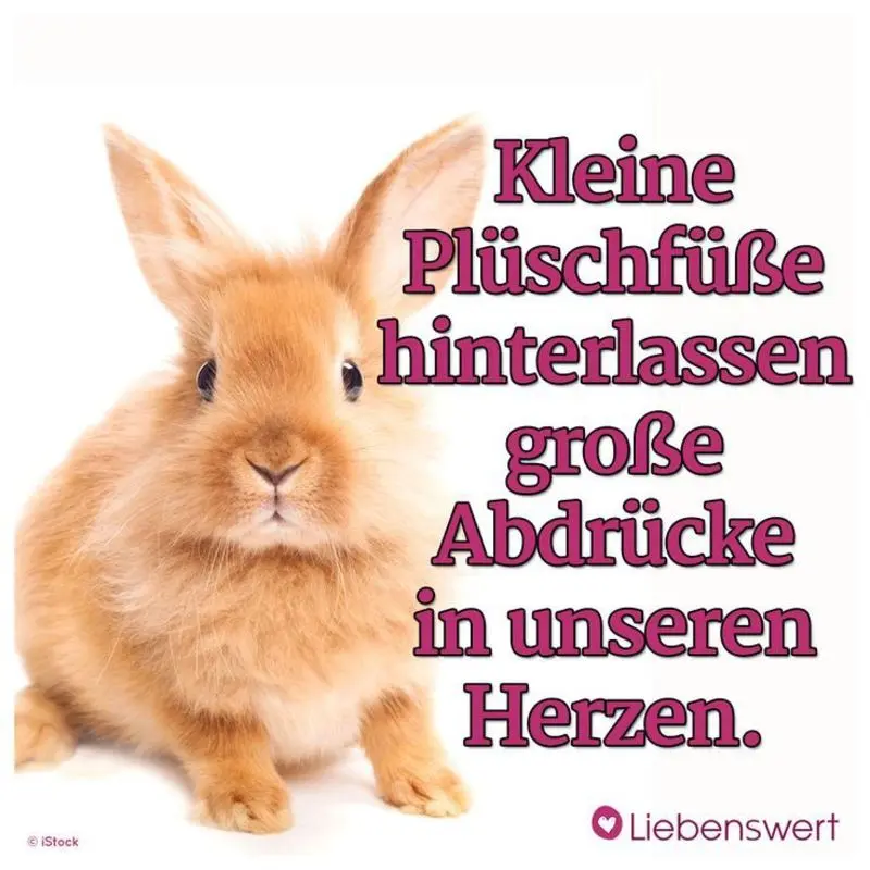 Condolence image of Elke und Horst mit Fiby (+30.09.2020) ❤️