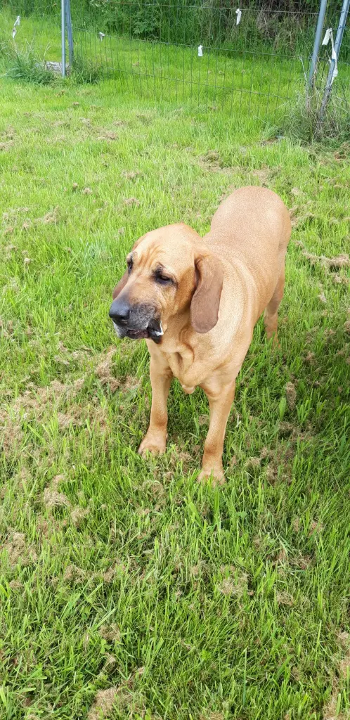 Condolence image of Silke mit Cara Luna im Herzen
