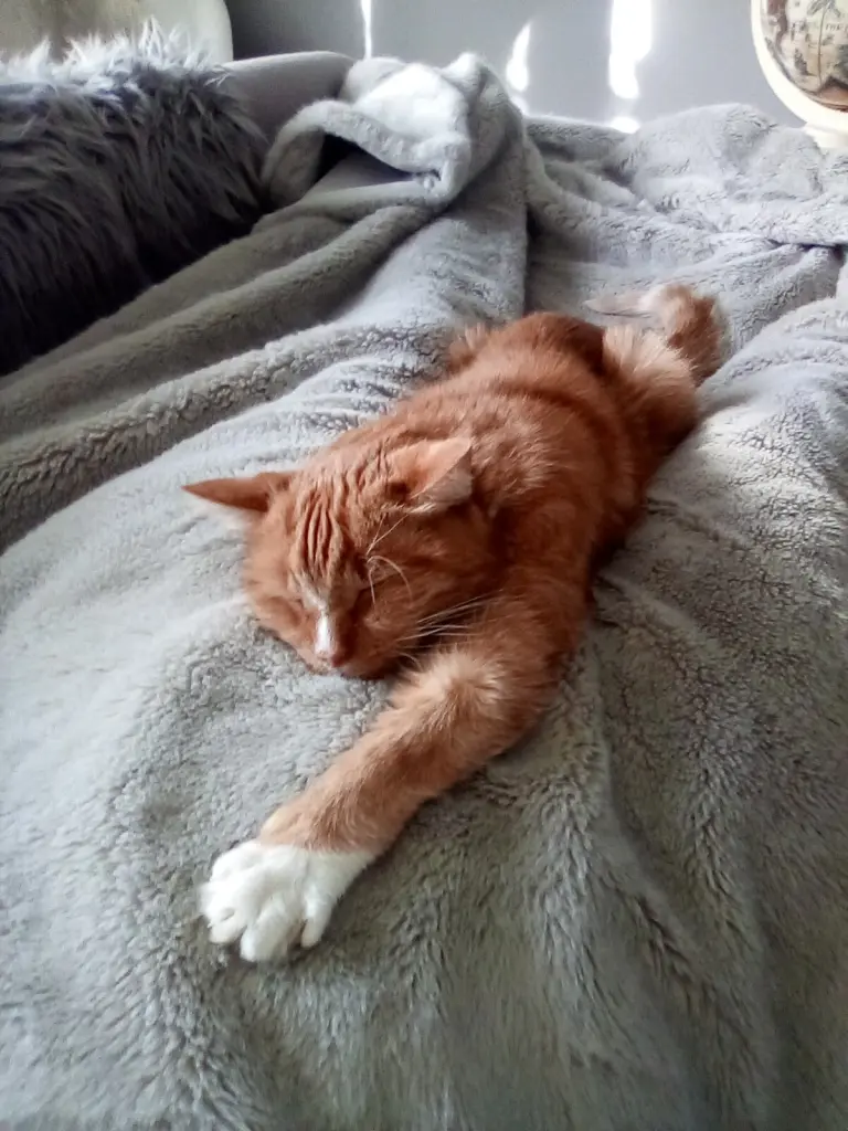 Condolence image of Beate und Arne mit Elvis im Herzen ❤