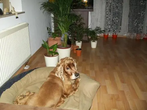 Image from ???Bobby???