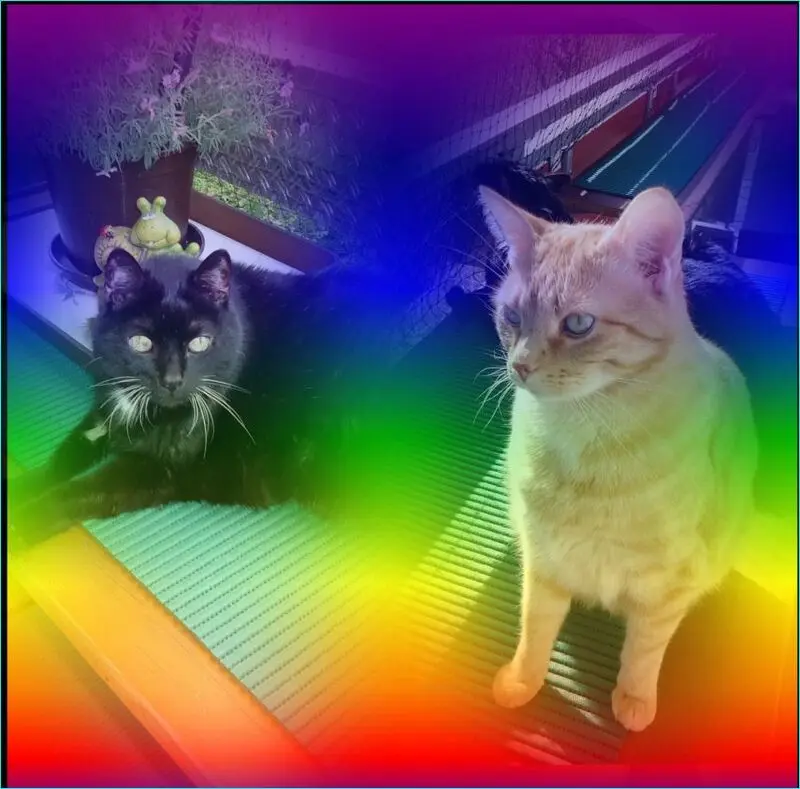 Condolence image of Hedi mit Puma und Max im Herzen 