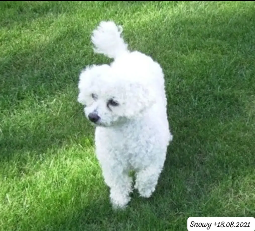 Condolence image of Gaby mit Snowy* im Herzen