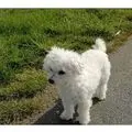 Condolence image of Gaby mit Snowy* im Herzen