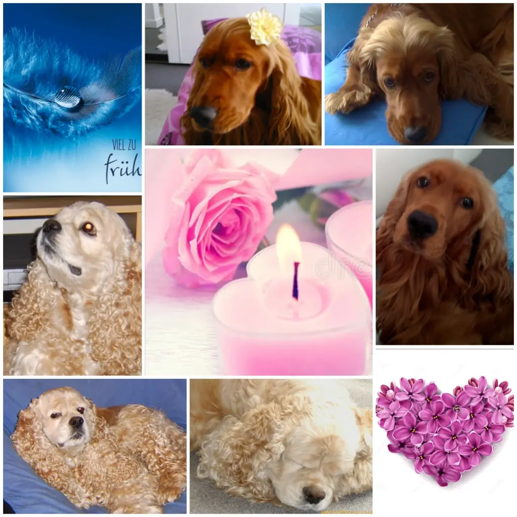 Condolence image of Jacqueline mit Diego & Aro tief im Herzen ❤