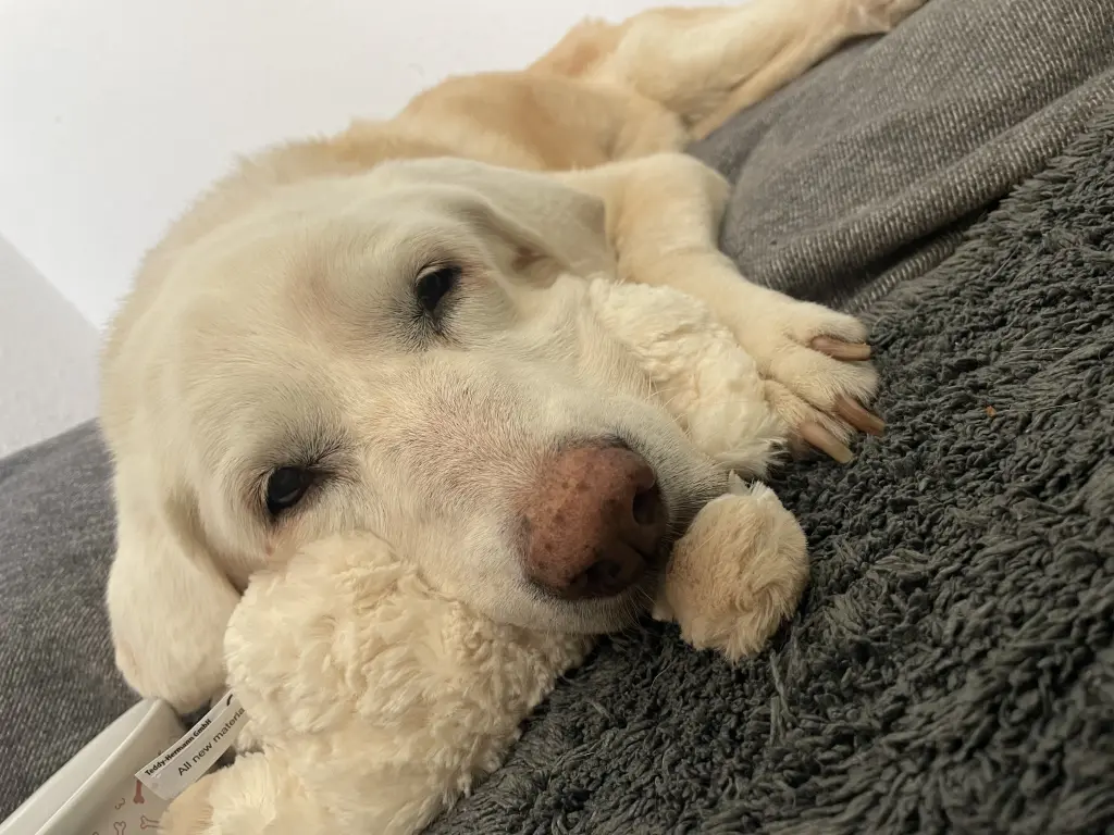 Image from Lilly-Fee