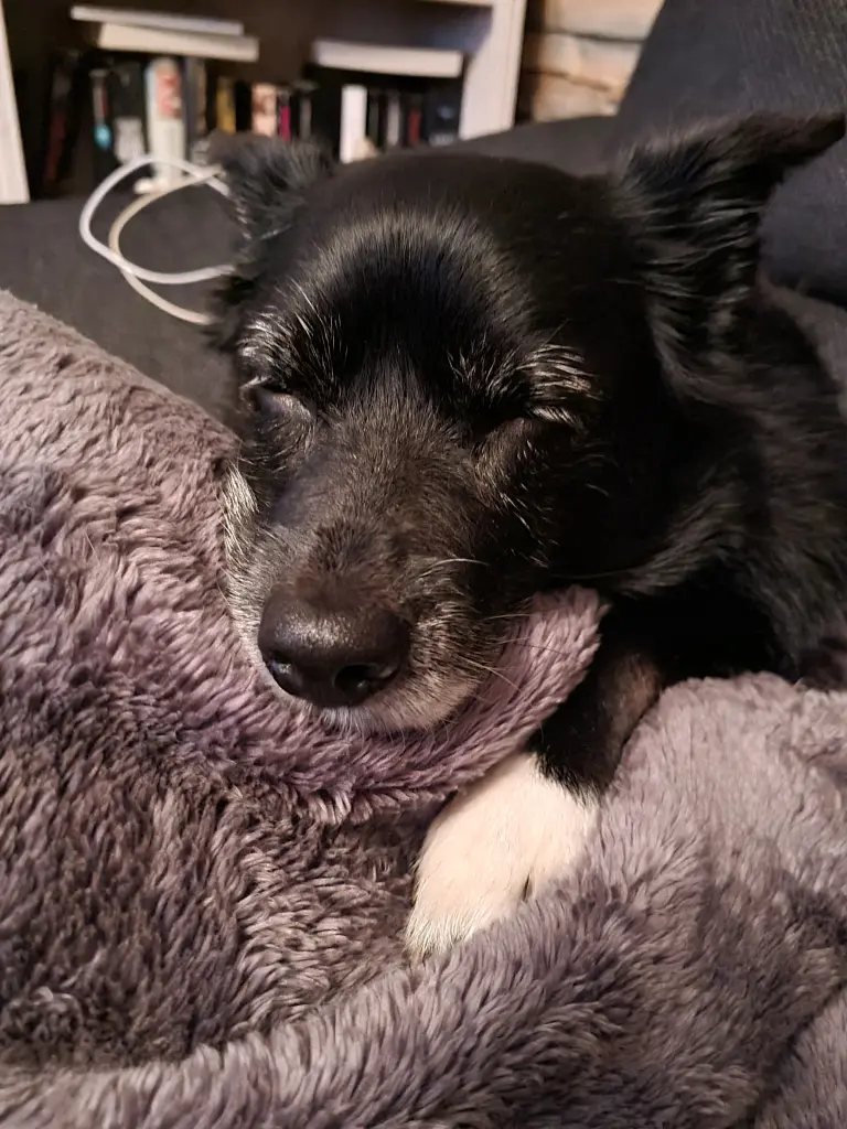 Condolence image of Crossy 