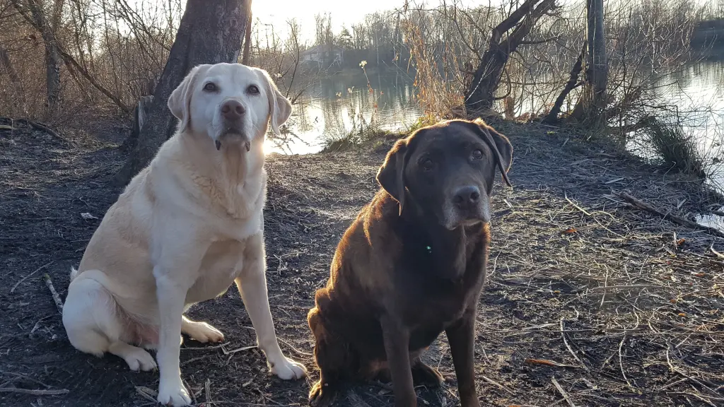 Condolence image of Elisabeth Dierl