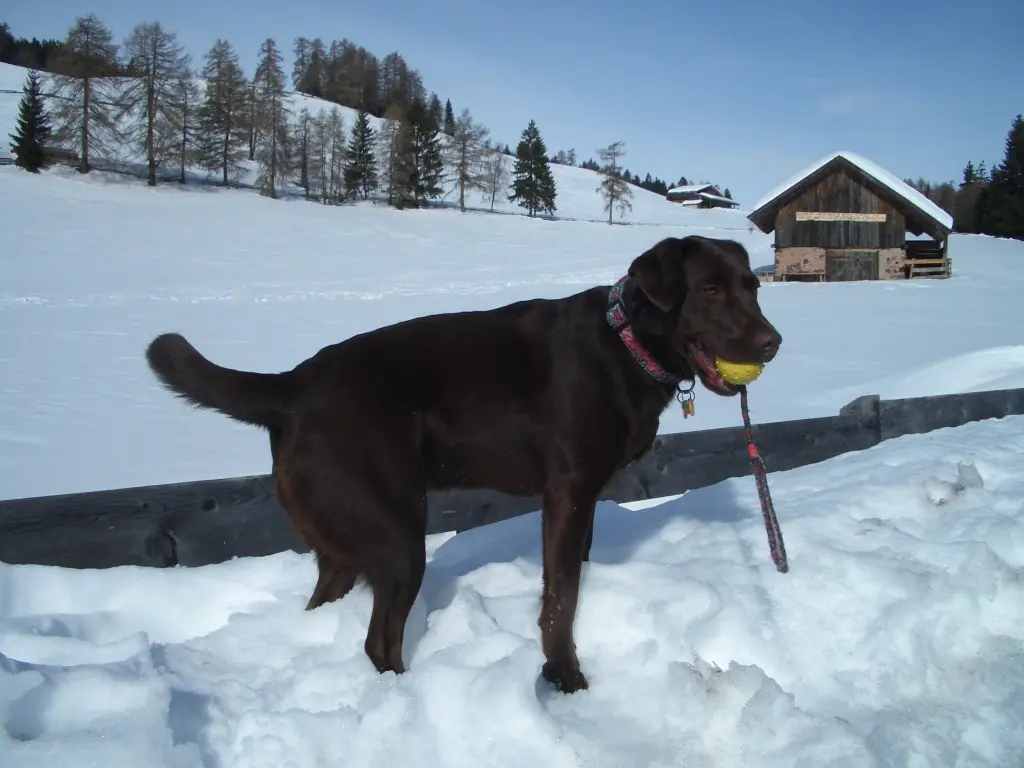 Condolence image of Elisabeth