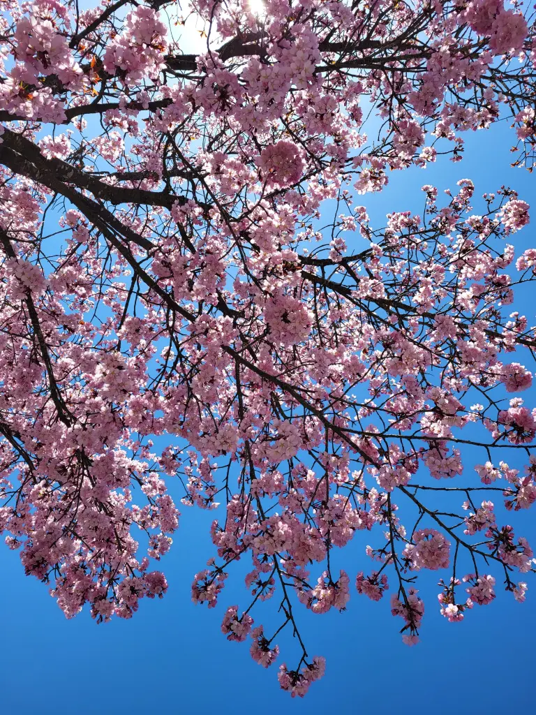 Condolence image of ❤️Mona❤️