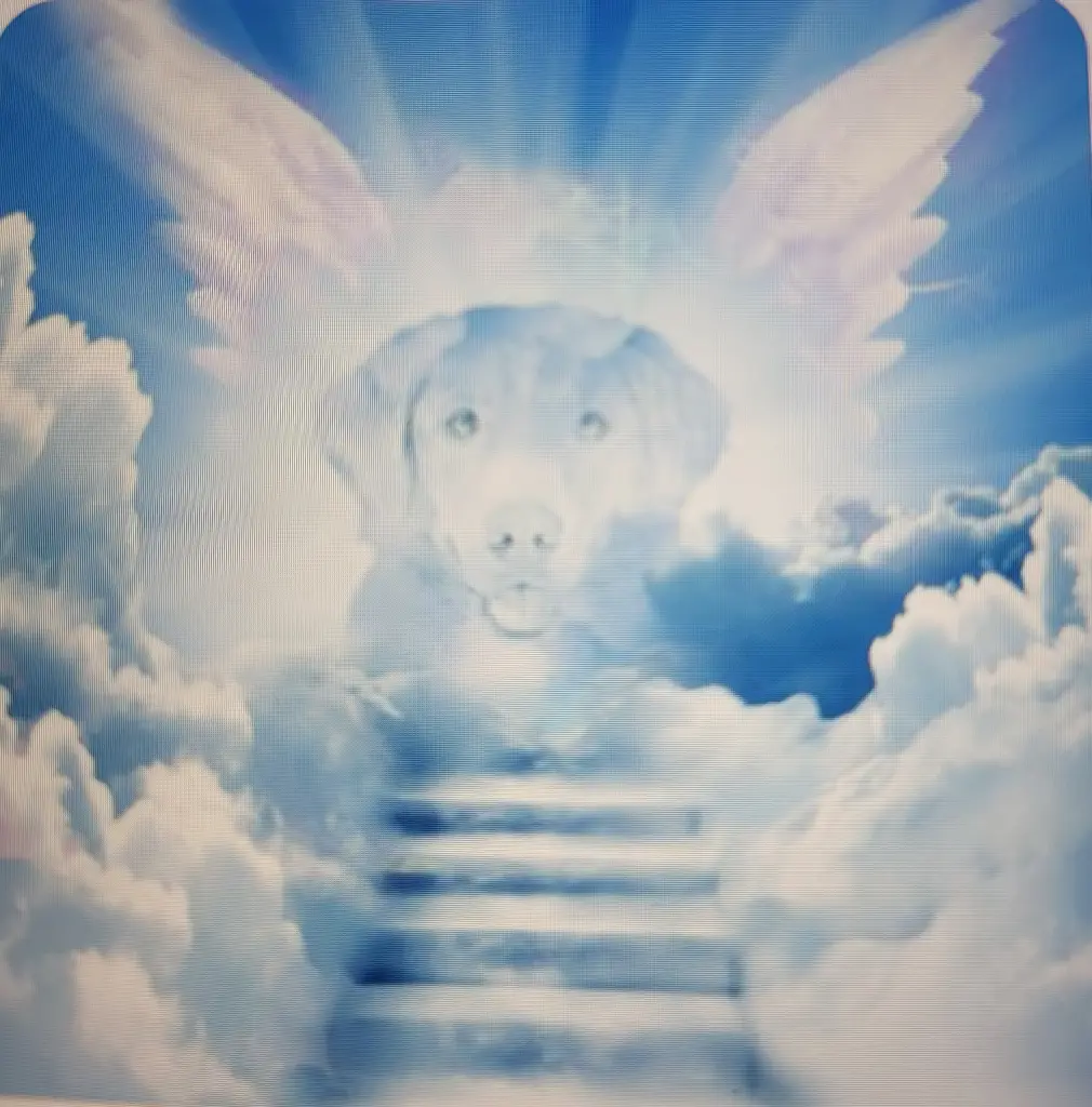 Condolence image of Elisabeth u. Thomas 