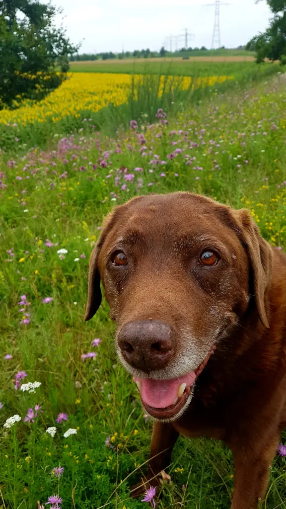 Condolence image of Elisabeth