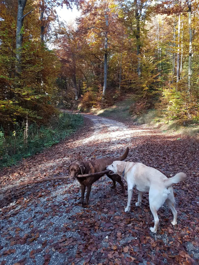 Condolence image of Elisabeth