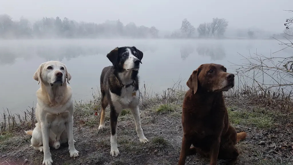 Condolence image of Gaby