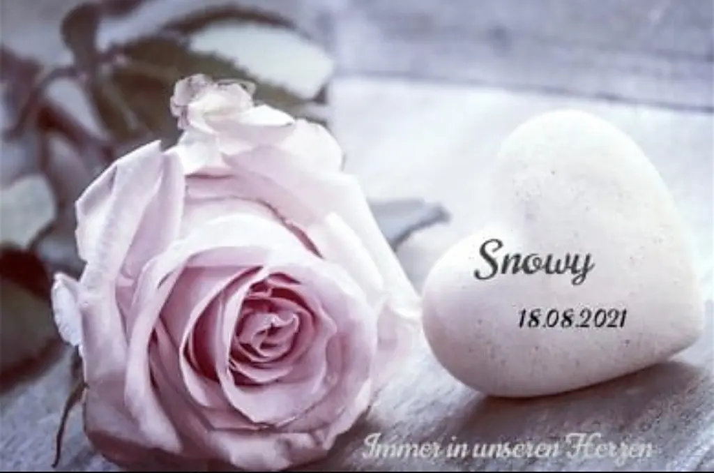 Condolence image of Gaby mit Snowy* im Herzen