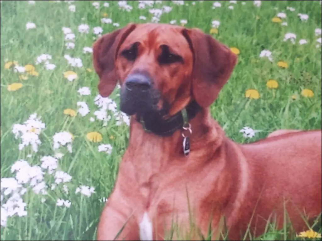 Condolence image of Andrea