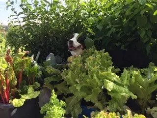 Condolence image of Heike 