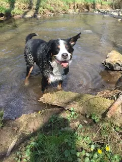 Condolence image of Heike 