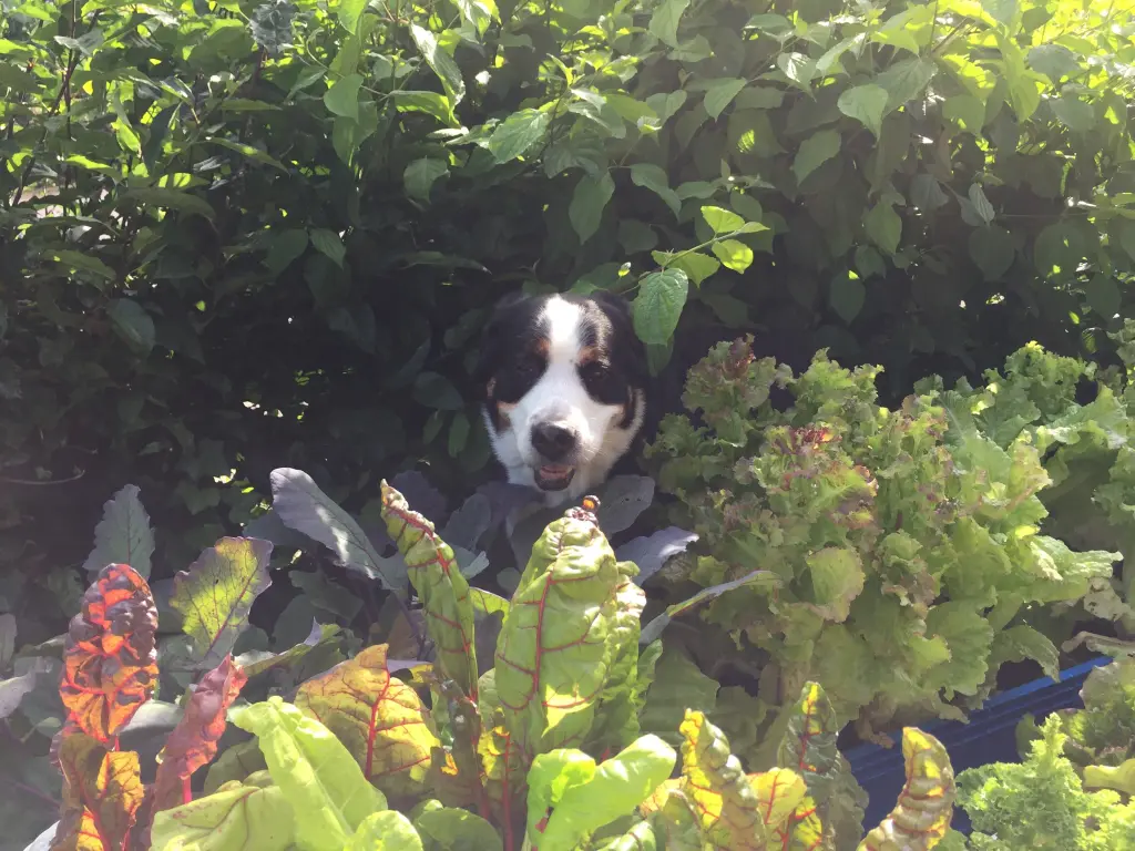 Condolence image of Heike 