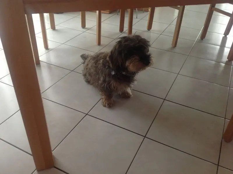 Image from Felix
