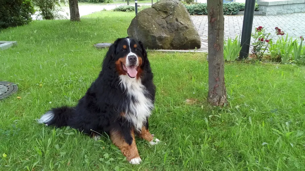 Condolence image of Elke