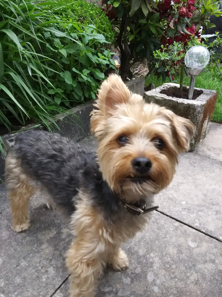 Condolence image of Elke mit Socke im Herzen